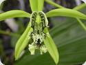 Coelogyne mayeriana